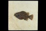 Fossil Fish (Cockerellites) - Wyoming #132869-1